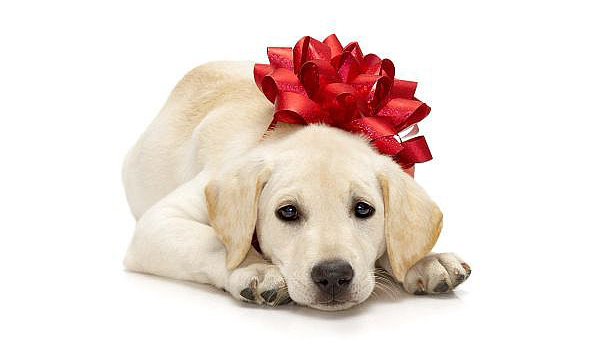 Gifts That Give Back: 4 Perfect Presents for Pets