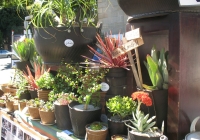Green Gardeners: Recycled Tire Pots